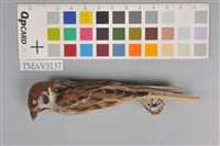 藏品(麻雀)的圖片